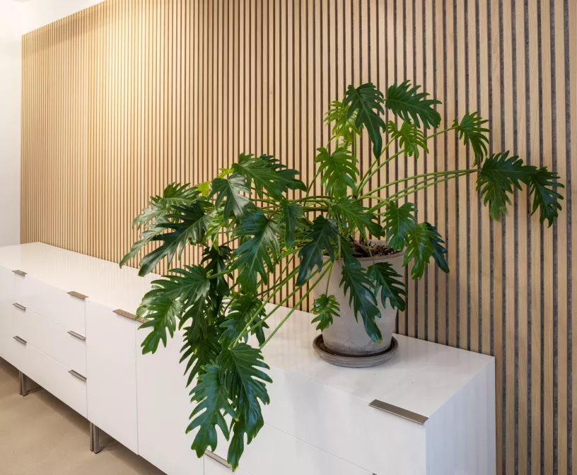 BexerHamstra case plant kato projecten
