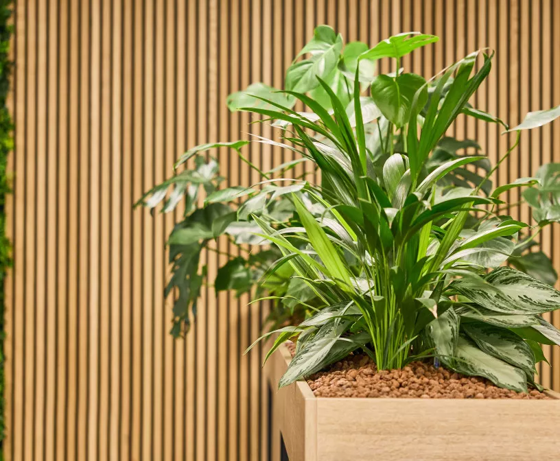 Dayes Zevenaar case plant Kato Projecten