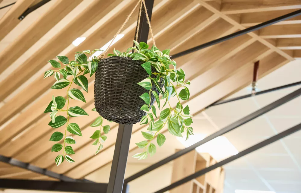 Dayes Zevenaar case hangplant Kato Projecten