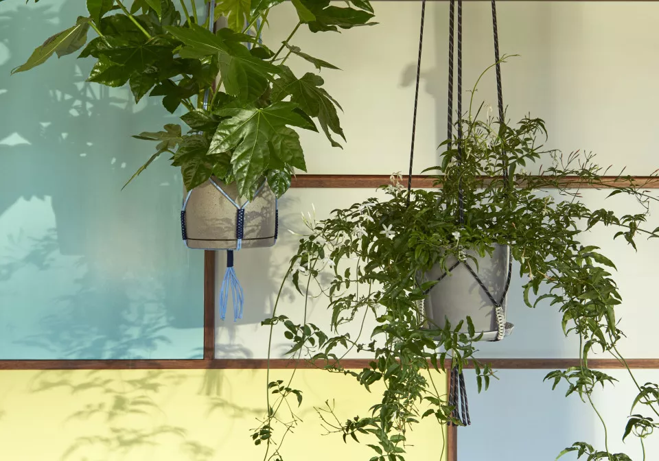 Planten in Projectinrichting
