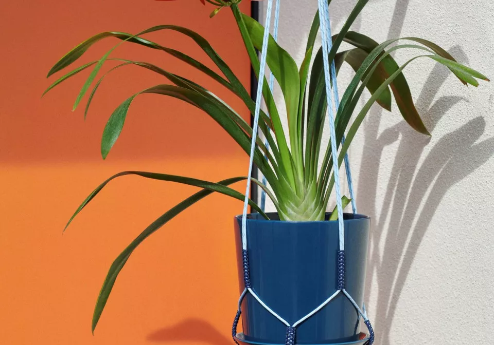 Phanta Plant Hanger light blue Botanical Family Set S dark blue